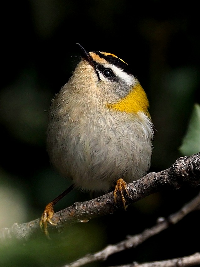 Regolo e Fiorrancino (Regulus regulus e Regulus ignicapilla)